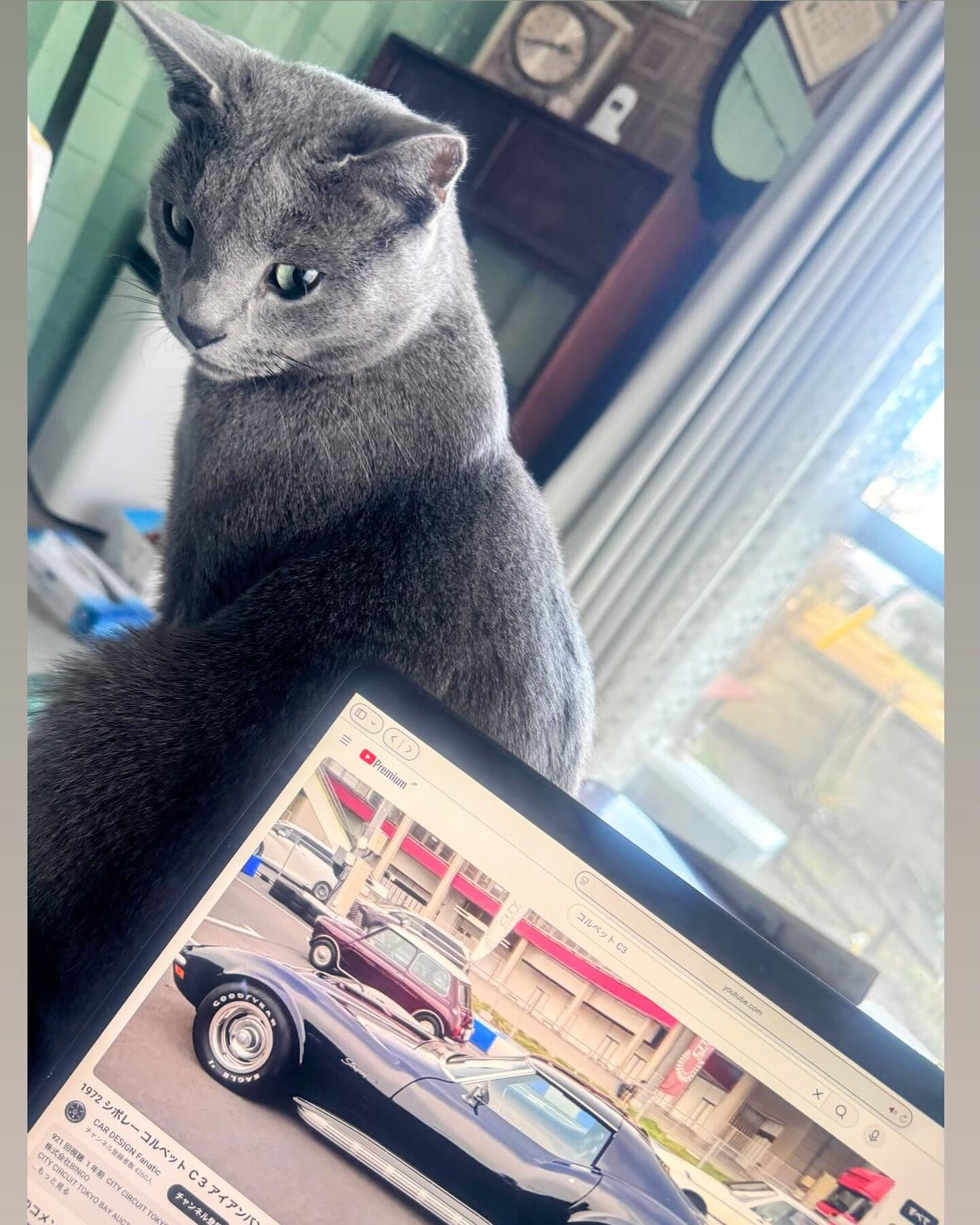 #愛猫