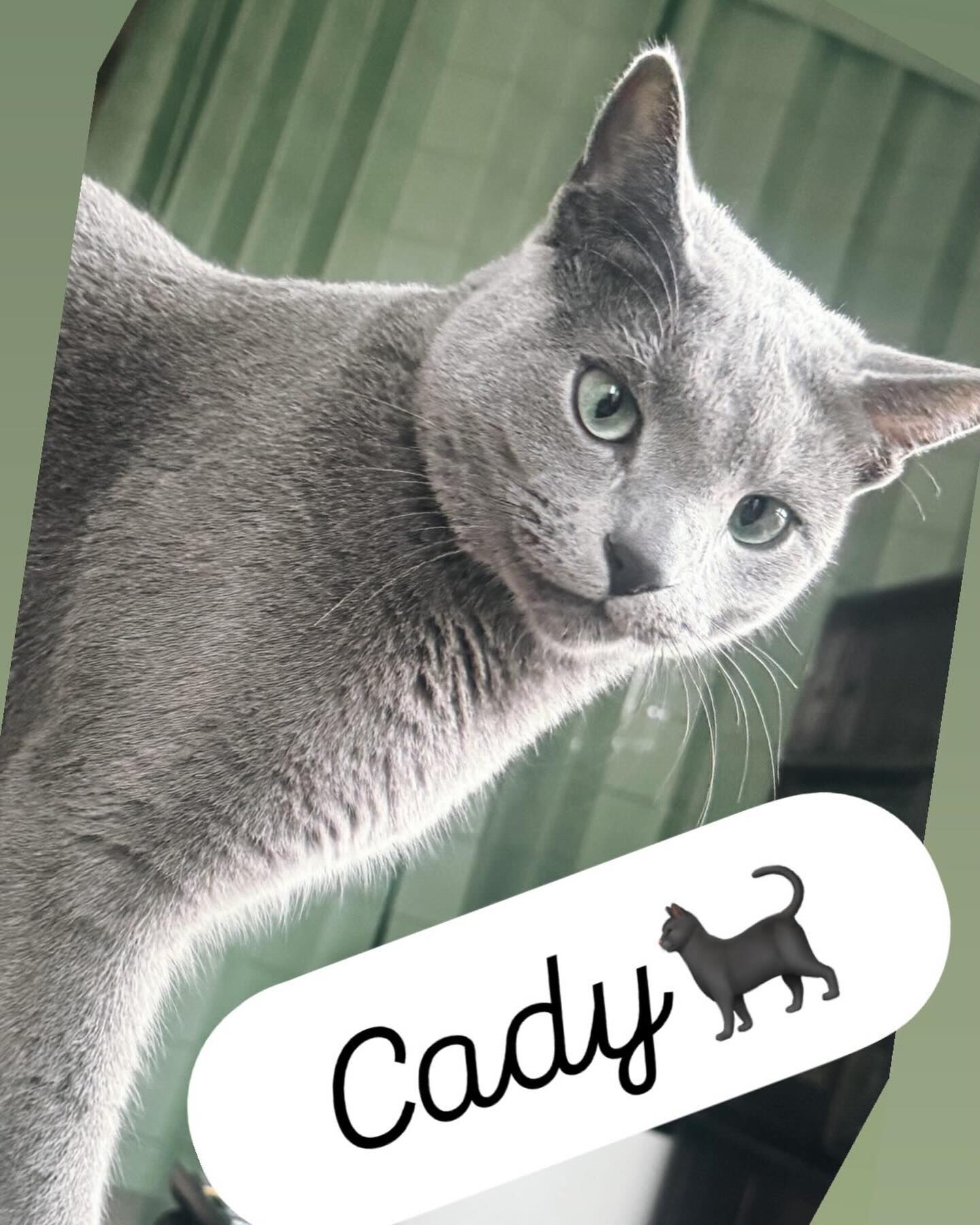 #愛猫 